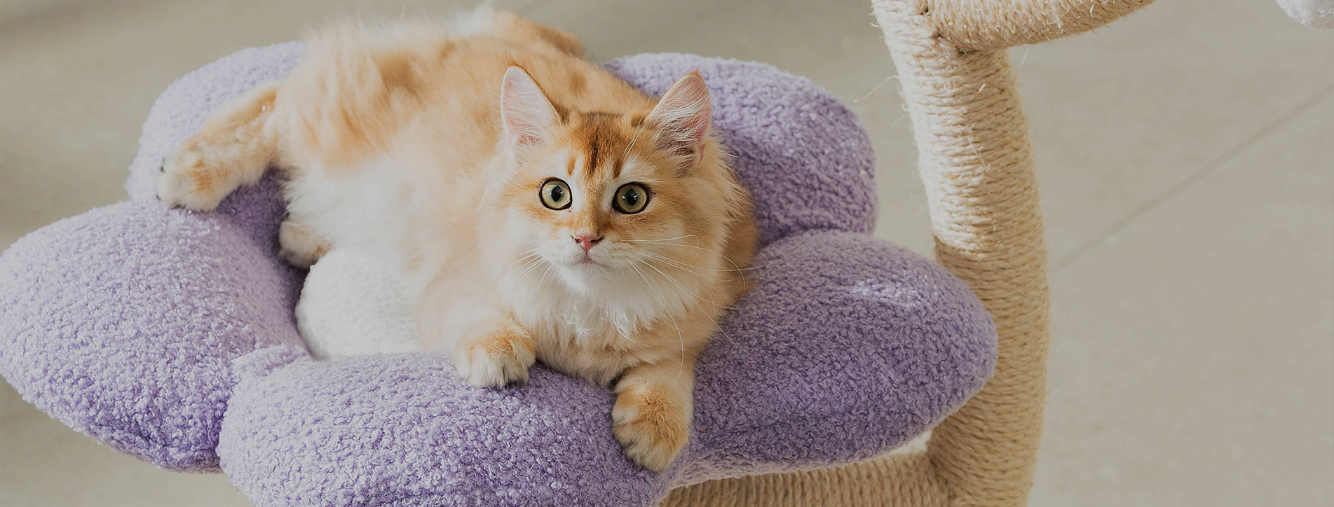 Fabrikant van krabpalen